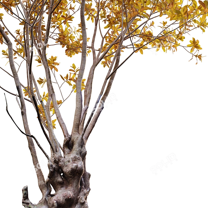Autumn Barringtonia Acutangula 3D Models 3D model image 2