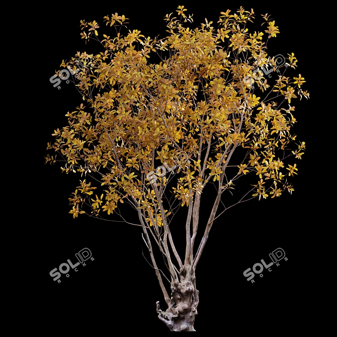 Autumn Barringtonia Acutangula 3D Models 3D model image 3