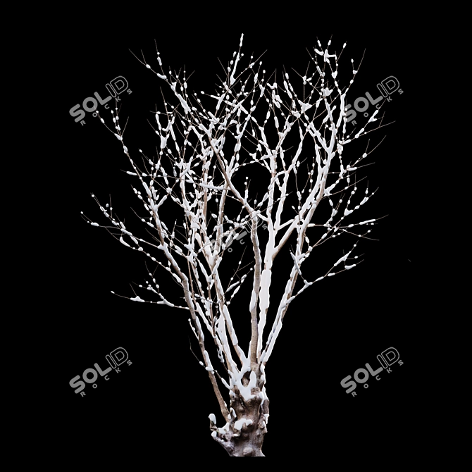 Title: Winter Snow - Barringtonia Acutangula 3D model image 3