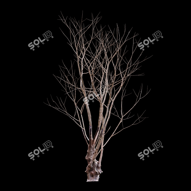 Title: Winter Snow - Barringtonia Acutangula 3D model image 4