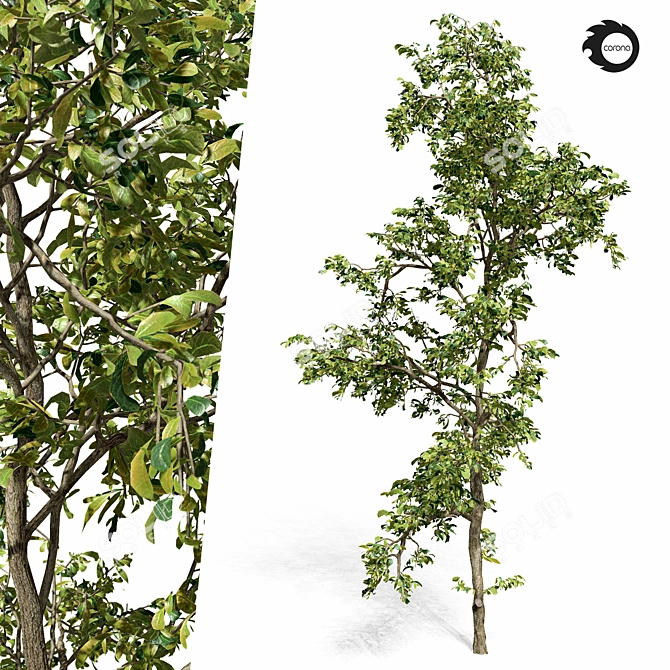  Majestic Tree01: 3D Model 3D model image 1