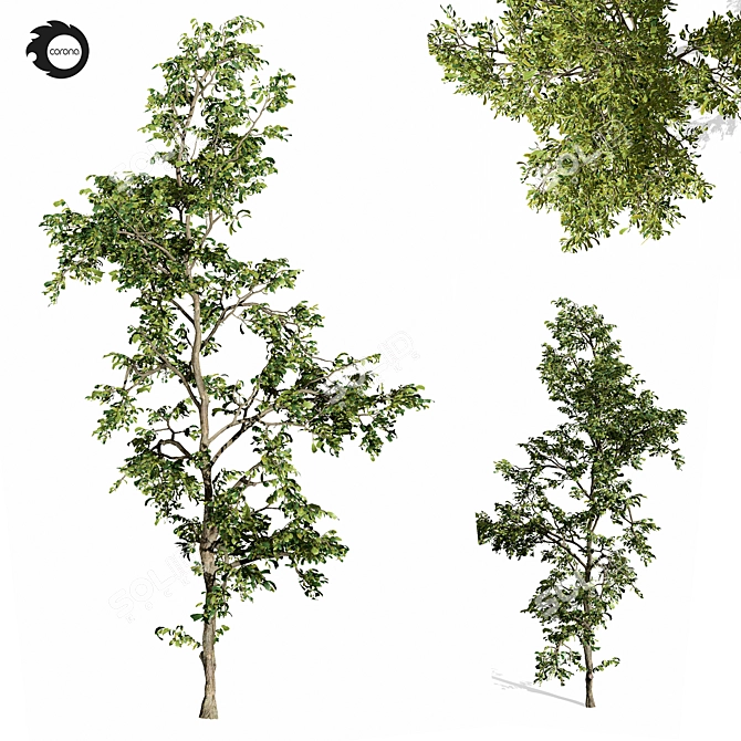  Majestic Tree01: 3D Model 3D model image 2