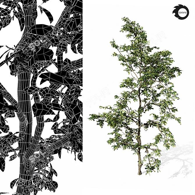  Majestic Tree01: 3D Model 3D model image 3