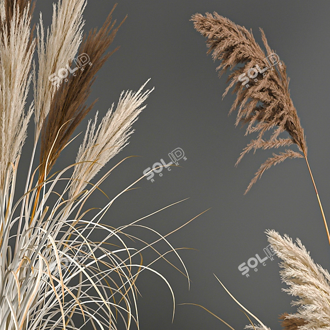 Pampas Grass Collection: Dried Reed and Stabilized Flowers 3D model image 5