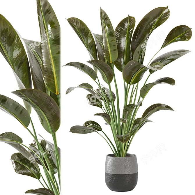 Green Oasis Indoor Plant Collection 3D model image 1