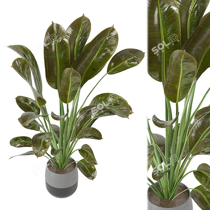 Green Oasis Indoor Plant Collection 3D model image 2