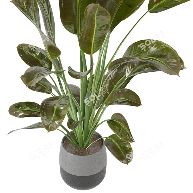 Green Oasis Indoor Plant Collection 3D model image 4