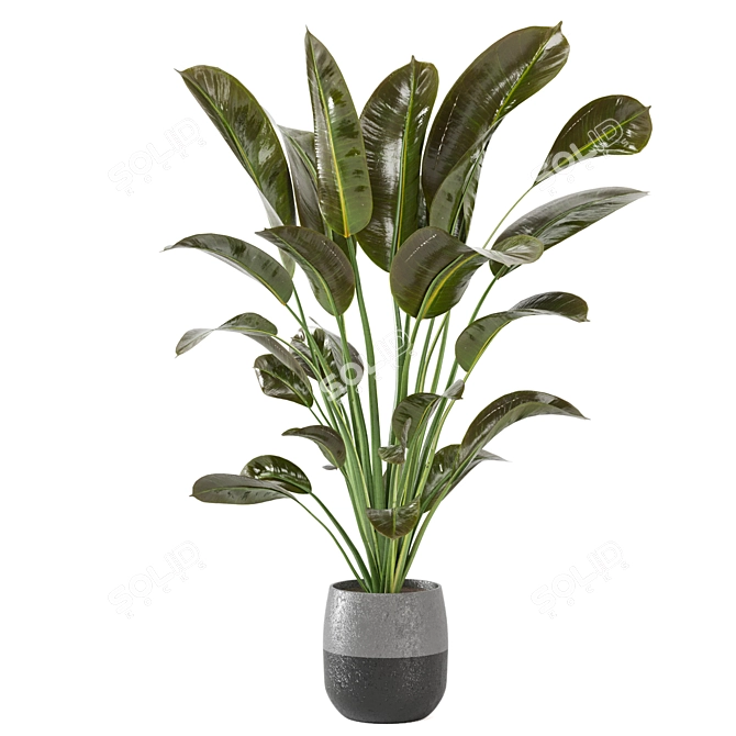 Green Oasis Indoor Plant Collection 3D model image 5