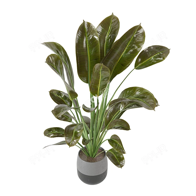 Green Oasis Indoor Plant Collection 3D model image 6