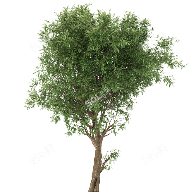 Elegant Ash Tree: Stunning and Majestic 3D model image 4