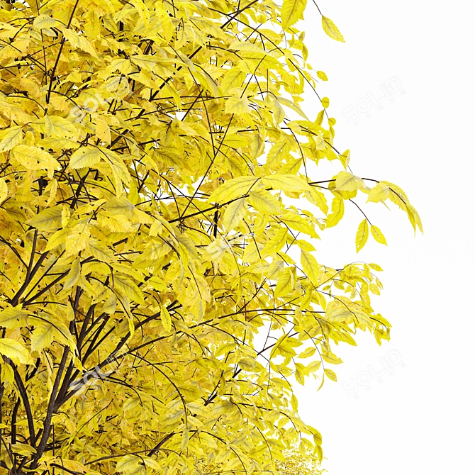 Autumnal Beauty: Realistic Ulmus changii Tree 3D model image 2