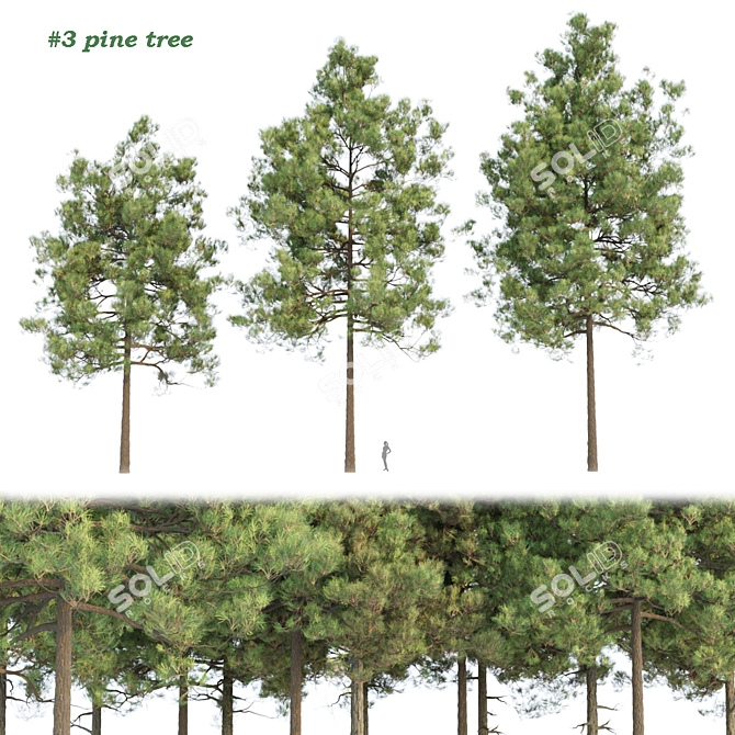 Resinous Evergreen Pine Trees 3D model image 1