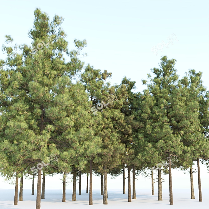 Resinous Evergreen Pine Trees 3D model image 2