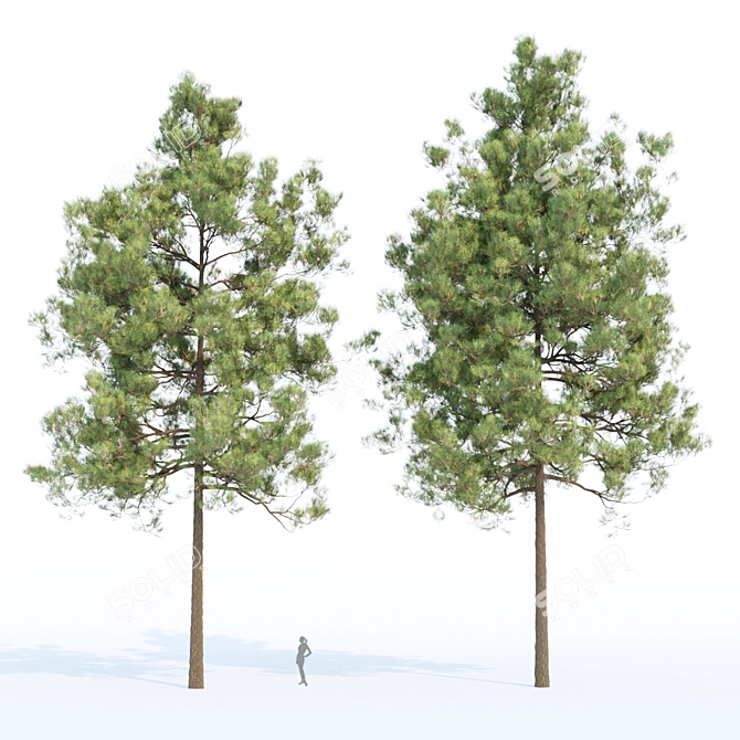 Resinous Evergreen Pine Trees 3D model image 3