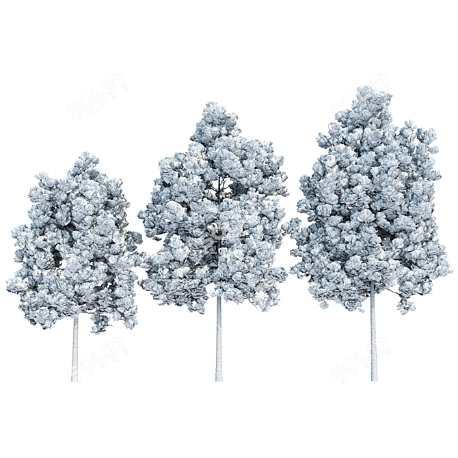 Resinous Evergreen Pine Trees 3D model image 4