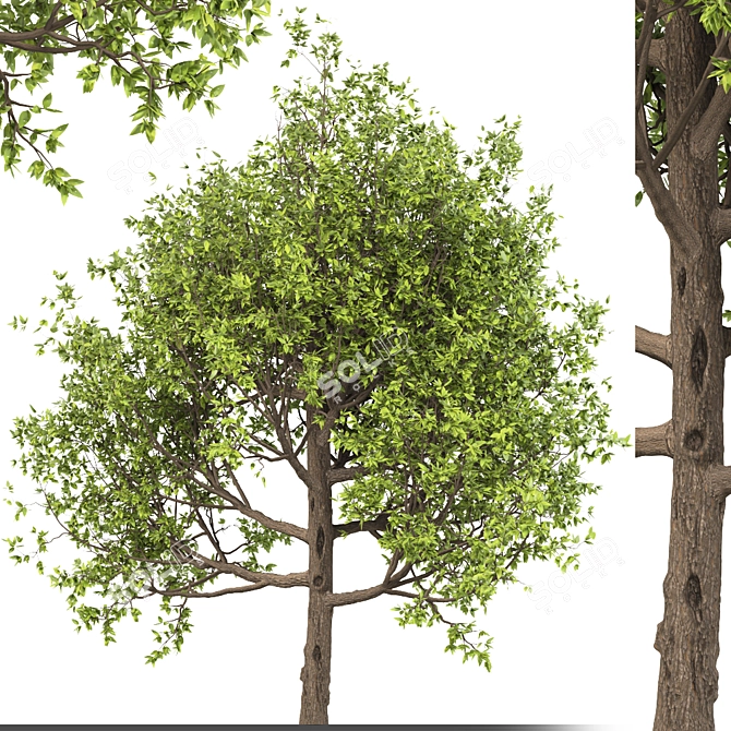 American Hornbeam: Native Hardwood Tree 3D model image 1