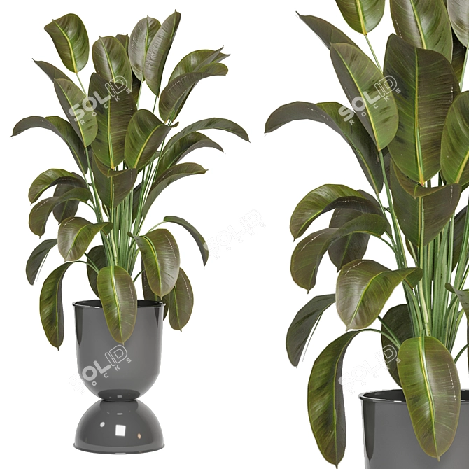 Indoor Oasis: Plant Collection 3D model image 3