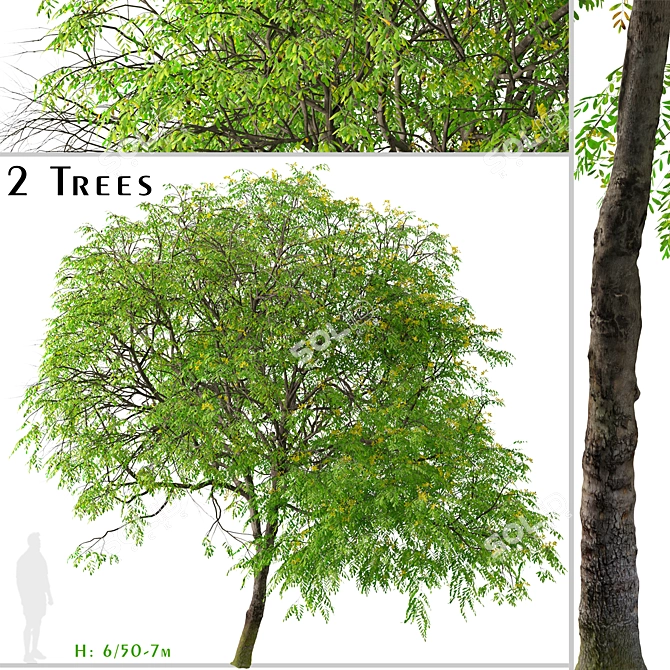 Golden Medallion Tree Set (2 Trees) 3D model image 5