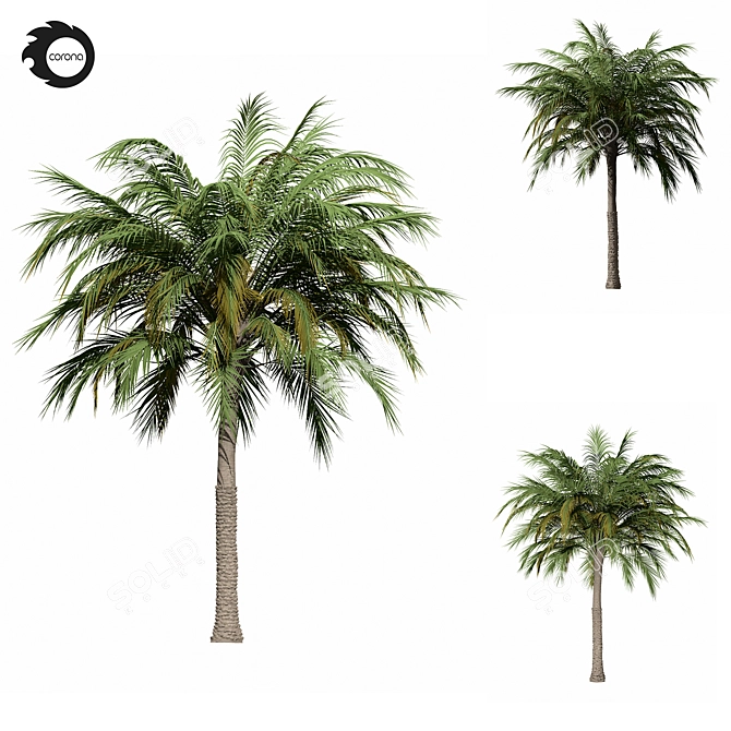 Tropical Palm Tree 01 3D model image 2