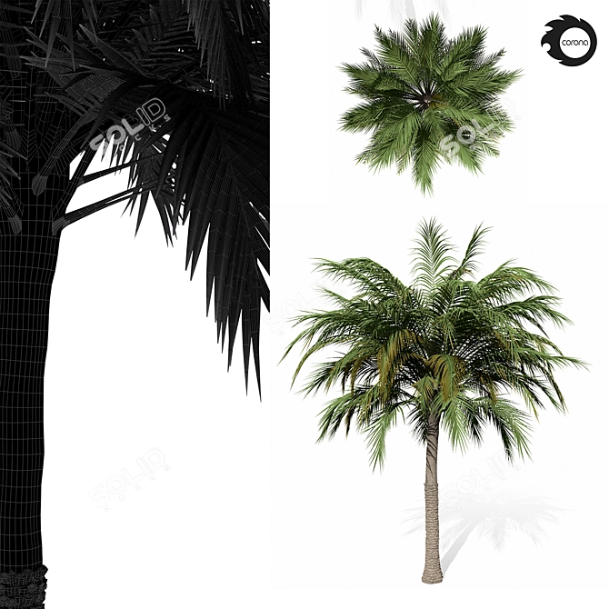 Tropical Palm Tree 01 3D model image 3