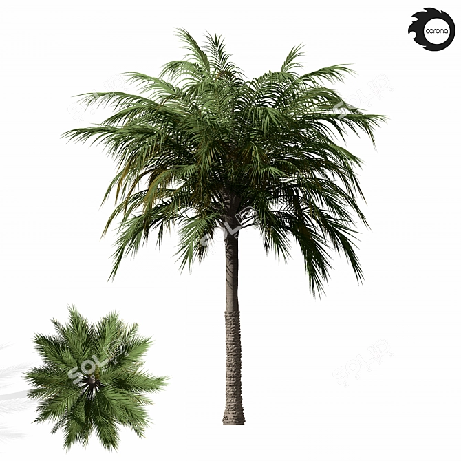 Tropical Palm Tree 01 3D model image 5