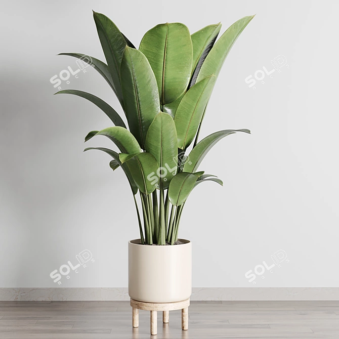 Ficus Rubber Plant in Wooden Vase 3D model image 1