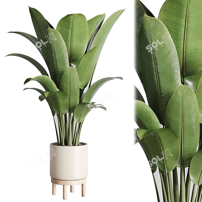 Ficus Rubber Plant in Wooden Vase 3D model image 2