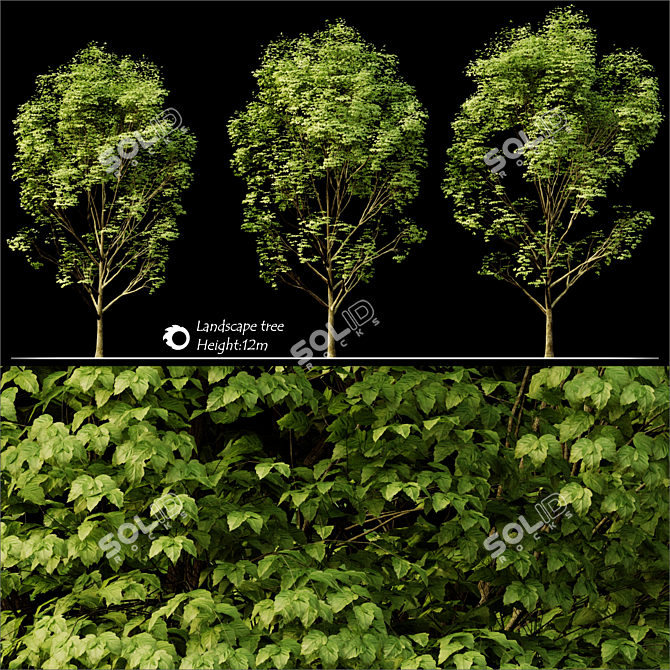 Elevated Evergreen Landscape Tree 3D model image 2