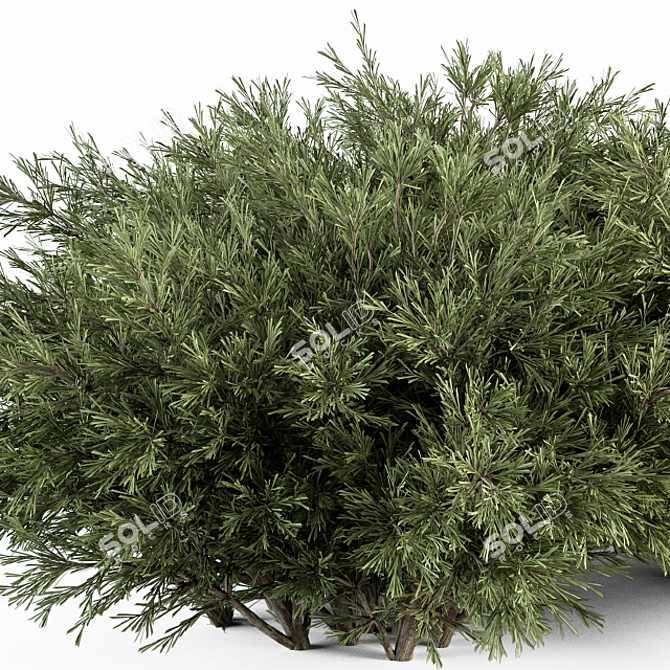 Needle Plant Set - 46 Bushes 3D model image 2