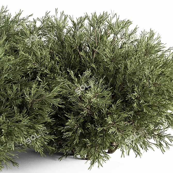 Needle Plant Set - 46 Bushes 3D model image 3