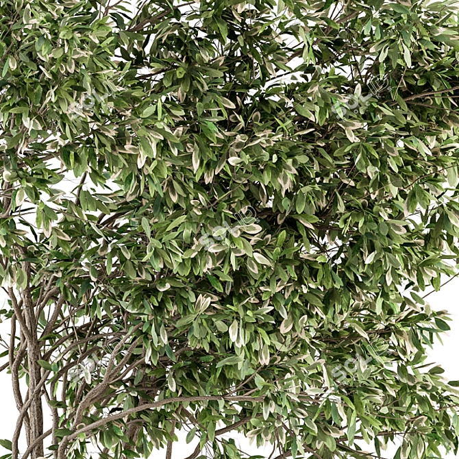 Evergreen Oasis - Outdoor Garden Set 3D model image 3