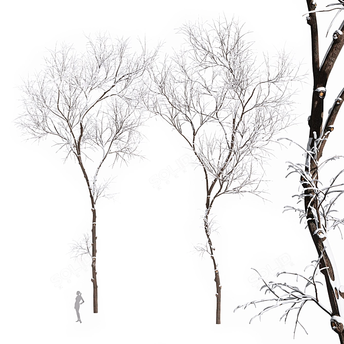 Real Tree Winter Ulmus Changii 3D model image 1