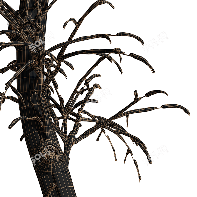 Real Tree Winter Ulmus Changii 3D model image 4