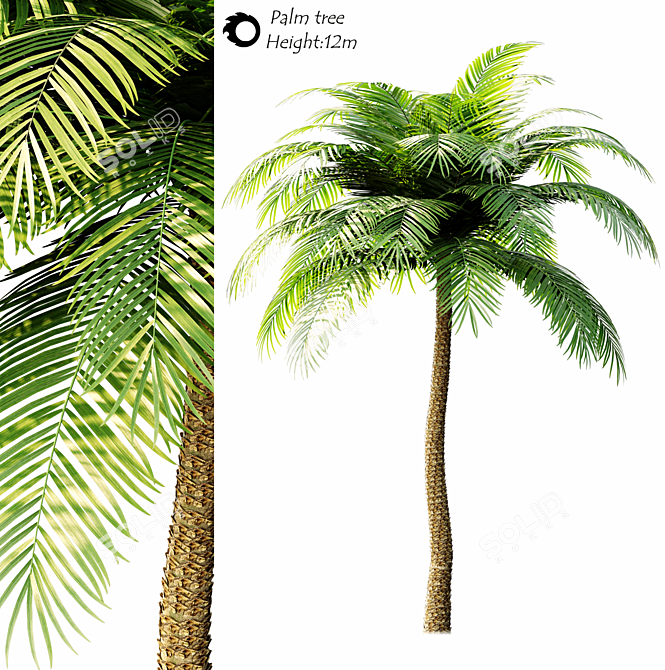 Tropical Paradise Palm Tree 3D model image 1