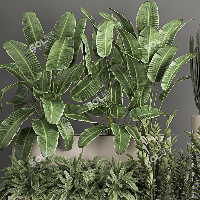 Exotic Plant Collection: Decorative Palms, Ferns, Cacti & More 3D model image 3