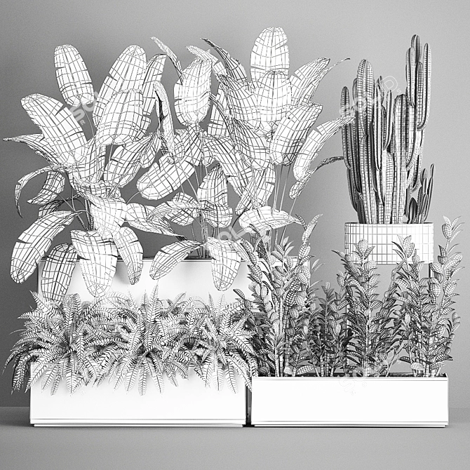 Exotic Plant Collection: Decorative Palms, Ferns, Cacti & More 3D model image 7