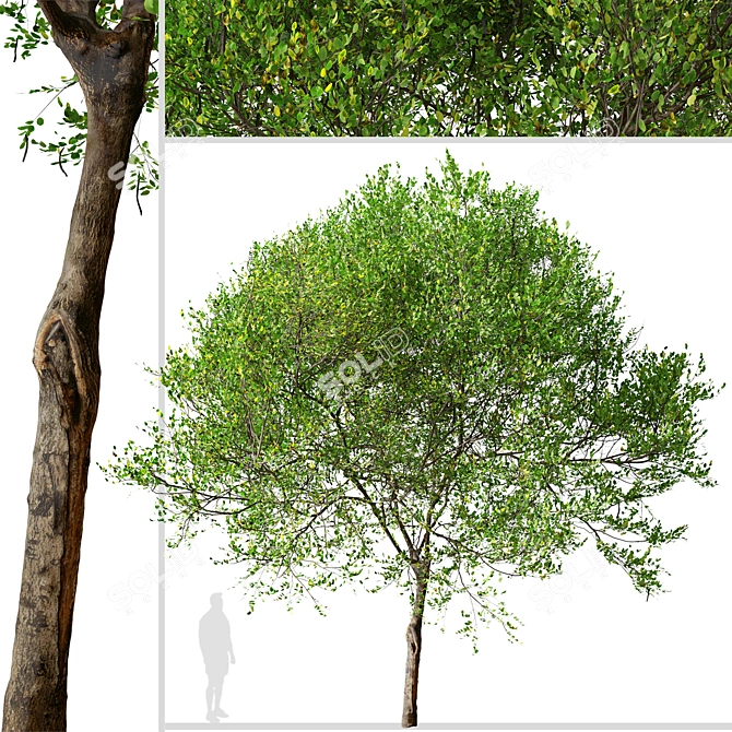 Mediterranean Carob Tree: Edible Pods, Ornamental 3D model image 4