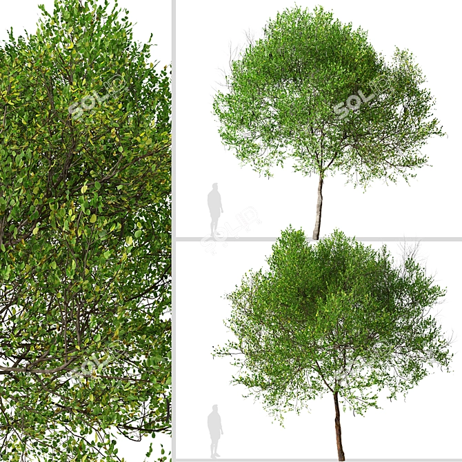 Mediterranean Carob Tree: Edible Pods, Ornamental 3D model image 5