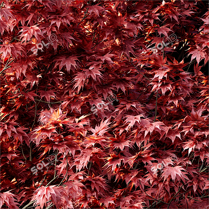 2014 Acer Palmatum: 14m Height, Corona Render 3D model image 4