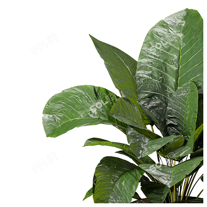 Elephant Fronds Indoor Plants: 3DSMAX 2018 & OBJ File 3D model image 4