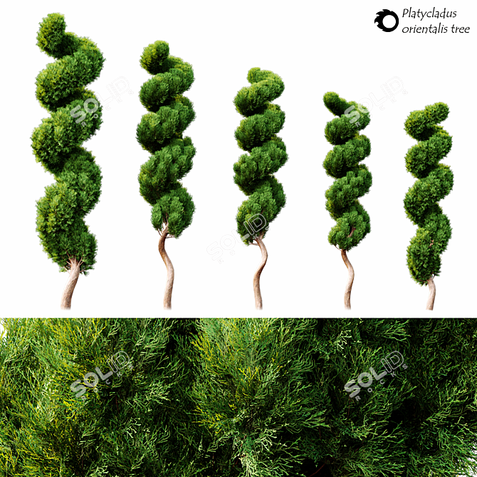 Majestic PlatiTree: 2014 Edition 3D model image 2