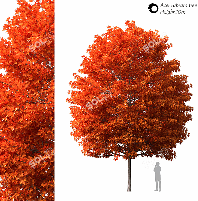 Evergreen Acer Rubrum Tree 3D model image 1