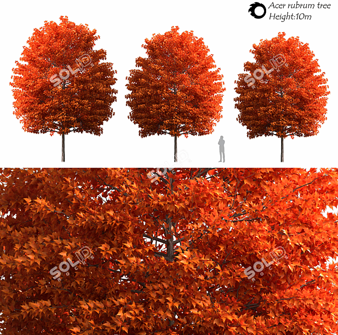 Evergreen Acer Rubrum Tree 3D model image 2