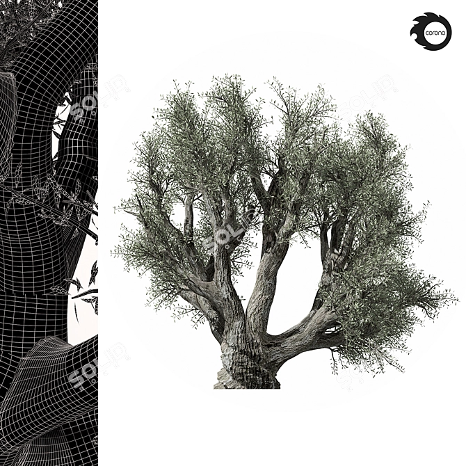 Majestic Olive Tree 01 3D model image 2