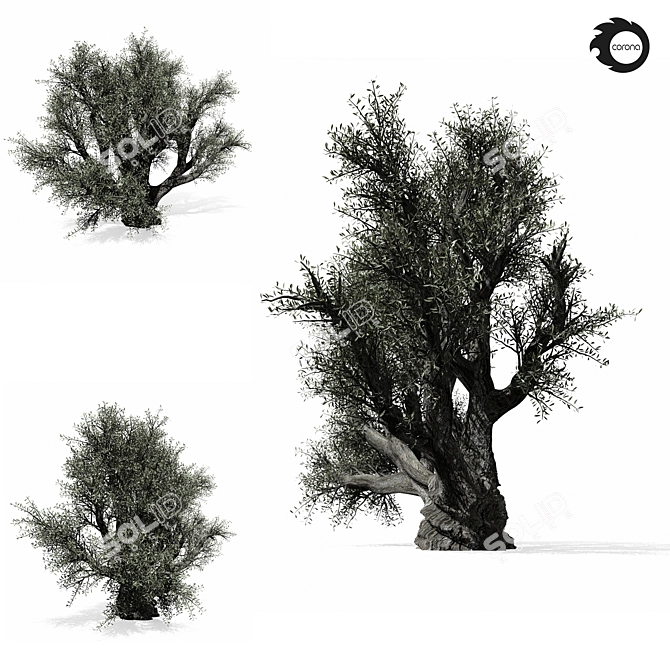 Majestic Olive Tree 01 3D model image 3