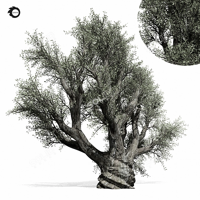 Majestic Olive Tree 01 3D model image 4