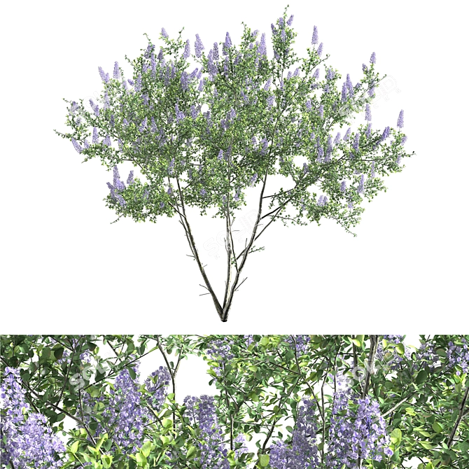 Ceanothus 2013: California Lilac in 3D 3D model image 1