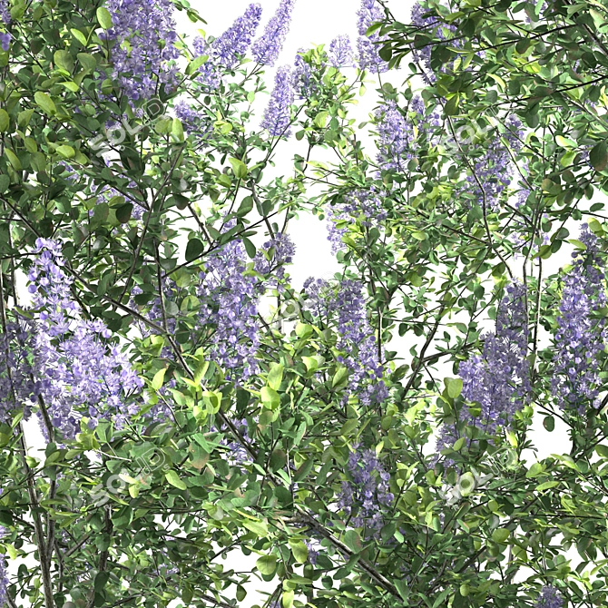 Ceanothus 2013: California Lilac in 3D 3D model image 2