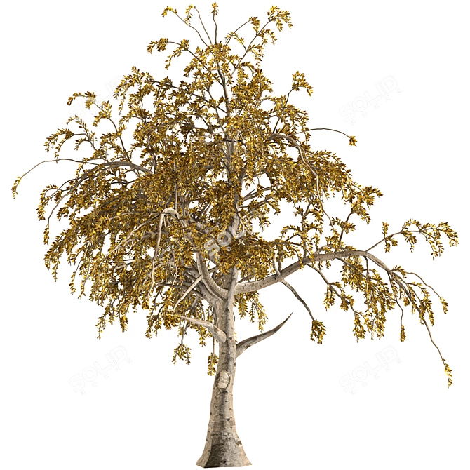 Diverse Tree Collection Vol. 01 3D model image 3