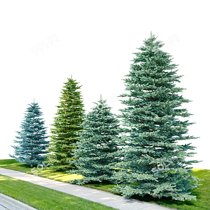 Evergreen Spruce Tree Set 3D model image 2